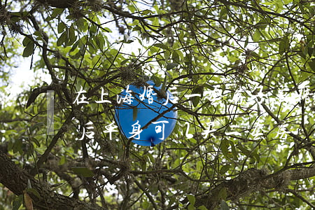 在上海婚后一套房子离婚了能买么(上海离婚后单身可以买二套房)