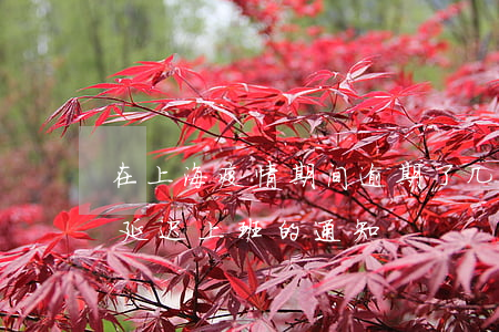 在上海疫情期间逾期了几天怎么办(上海疫情延迟上班的通知)