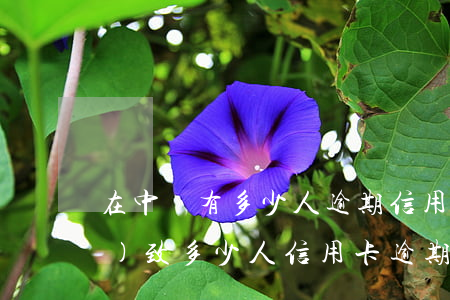 在中國有多少人逾期信用卡(疫情導(dǎo)致多少人信用卡逾期)