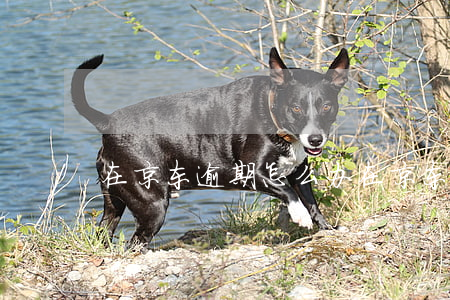 在京东逾期怎么办(在京东逾期怎么办)