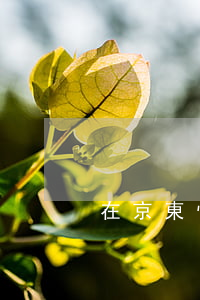 在京東快遞員欠白條