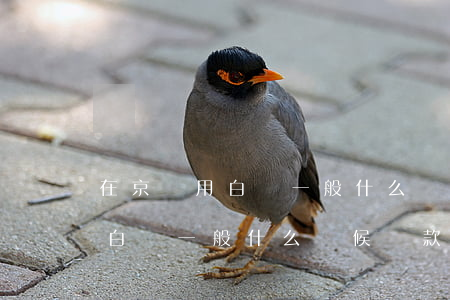 在京東用白條一般什么時候還款-在京東用白條一般什么時候還款啊