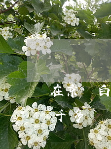 在京東白條欠了1000多(京東白條欠了一千多)