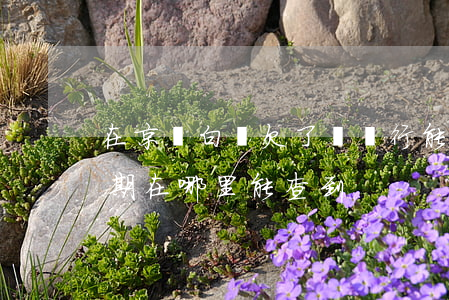 在京東白條欠了錢銀行能查到嗎(京東白條逾期在哪里能查到)