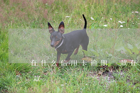 在什么信用卡逾期還款(在什么信用卡逾期還款)