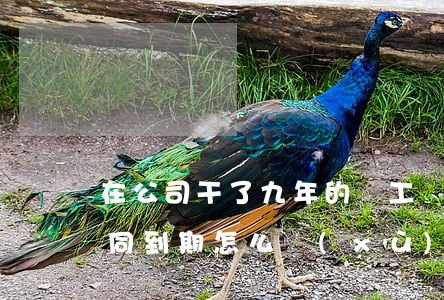 在公司干了九年的員工勞動(dòng)合同到期怎么續(xù)簽(工作九年合同到期公司不續(xù)簽)
