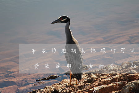 在农行逾期其他银行可以扣我款吗-欠农行贷款逾期了会扣另一张卡里的钱吗