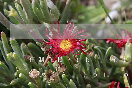 在制作投標(biāo)書(shū)商務(wù)標(biāo)時(shí),是否要將那兩個(gè)合同放到商務(wù)標(biāo)里去