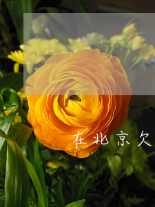 在北京欠信用卡10萬