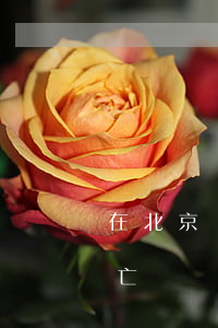 在北京車禍死亡一般賠償多少(北京市車禍死亡賠償標(biāo)準(zhǔn))