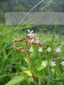 在原告法院起訴可以嗎(民事糾紛在原告法院還是被告法院)
