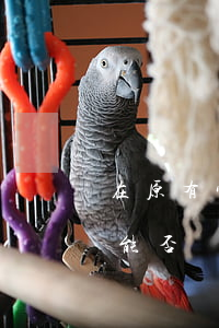 在原有宅基地范圍內(nèi)翻建的房屋，能否認定為違法建筑？