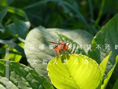 在哪发布欠网贷不还的人的资料(网贷找不到欠款人怎么办)