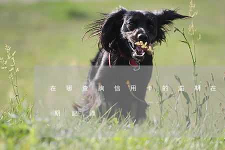 在哪查詢信用卡的逾期(在哪查詢信用卡的逾期記錄)