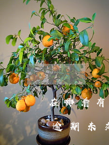 在哪看有逾期未交稅款和滯納金-在哪看有逾期未交稅款和滯納金的記錄
