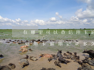 在哪里可以查信用卡逾期记录(在哪里可以查信用卡逾期记录多久)