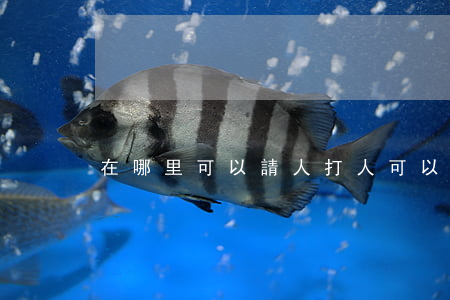 在哪里可以請人打人(可以隨便打人嗎)