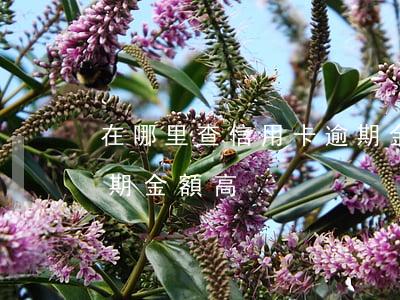 在哪里查信用卡逾期金額(在哪里查信用卡逾期金額高)