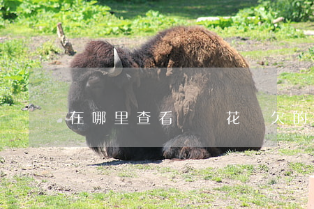 在哪里查看螞蟻花唄欠的所有錢-