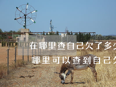 在哪里查自己欠了多少網(wǎng)貸(在哪里可以查到自己欠了多少網(wǎng)貸)
