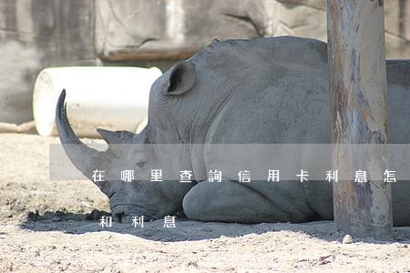在哪里查詢信用卡利息(怎么查信用卡的本金和利息)