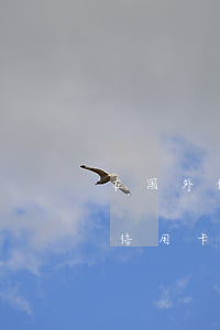 在国外信用卡逾期了是怎么处理的-在美国信用卡逾期会怎么样