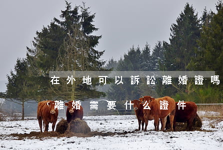 在外地可以訴訟離婚證嗎(外地人在本地起訴離婚需要什么證件)