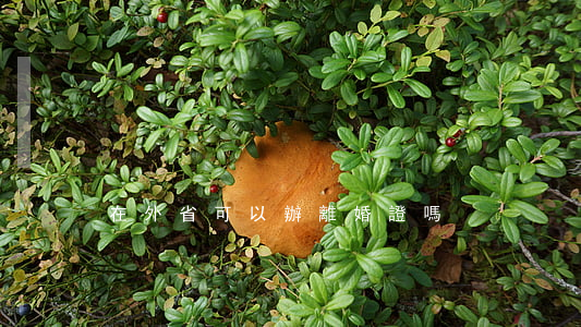 在外省可以辦離婚證嗎