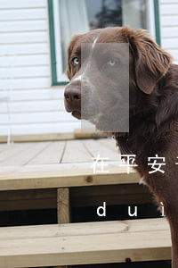 在平安普惠保單貸款逾期會(huì)對(duì)保單有影響嗎-在平安普惠保單貸款逾期會(huì)對(duì)保單有影響嗎