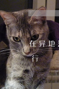 在异地法院可以查询到吗(异地判决在哪里执行)