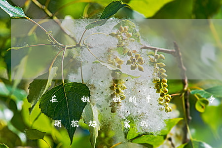 在愛租機租的手機沒還多久被起訴（租手機逾期被起訴案例）
