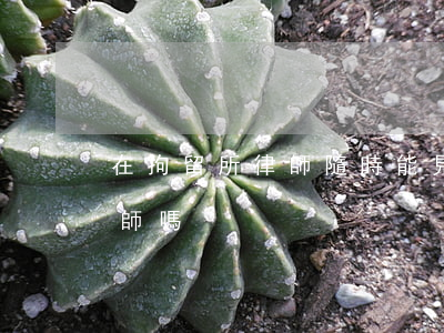 在拘留所律師隨時能見嗎(刑事拘留可以見律師嗎)