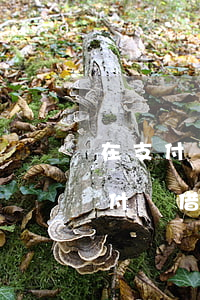 在支付寶借唄逾期一天會(huì)怎樣 支付寶借唄逾期1個(gè)小時(shí)內(nèi)會(huì)有影響不