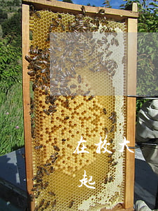 在校大學(xué)生欠錢(qián)被起訴