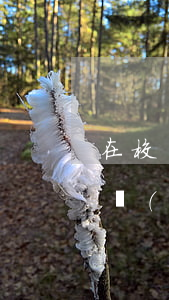 在校學(xué)生可以考司法嗎(在讀的大學(xué)生能考司法證嗎?)