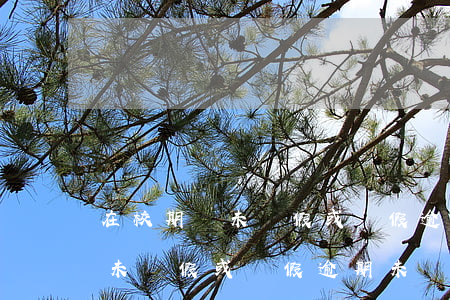 在校期間未請假或請假逾期未歸-在校期間未請假或請假逾期未歸檔