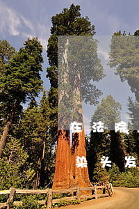 在法院上班可以染头发吗(法院工作人员可以染头发吗)