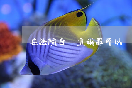 在法院自訴重婚罪可以嗎(重婚罪可公訴可自訴)