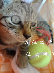 在派出所什么時(shí)候可以找律師(在派出所可以找律師嗎)