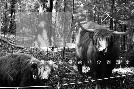 在湖北借贷逾期会到湖南长沙告么-湖北网贷逾期