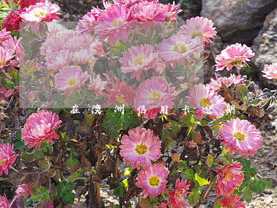 在澳洲信用卡逾期沒還(怎么還逾期的信用卡)