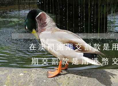 在澳門逾期交罰款是用港幣交嗎-在澳門逾期交罰款是用港幣交嗎還是港幣