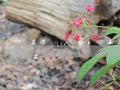 在煤礦務(wù)工遇煤炭塌方受傷是不是工傷