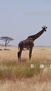 在牌桌上欠钱可以不还吗