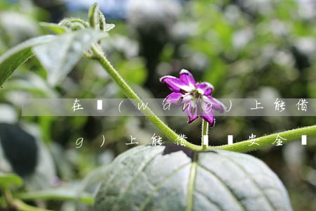 在網(wǎng)上能借錢嗎 在網(wǎng)上能借錢嗎安全嗎