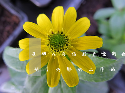 在职人员信用卡逾期会被开除吗(我信用卡逾期了会影响工作吗)