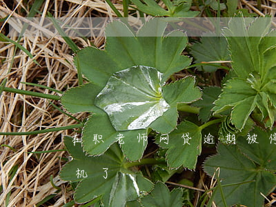 在职老师网贷逾期被停职(网贷逾期之后你停机了)