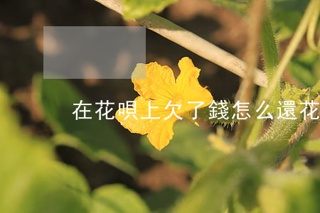 在花唄上欠了錢怎么還(花唄上的錢怎樣還)
