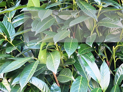 在花唄逾期還能開(kāi)通京東白條嗎-在花唄逾期還能開(kāi)通京東白條嗎?