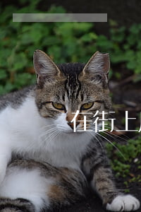 在街上用手机偷拍美女是否构成侵权